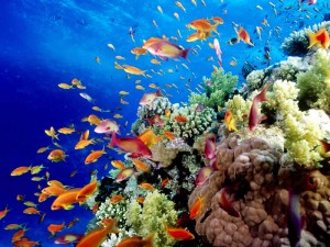 Great-Barrier-Reef-Holiday-Reef-Fish1